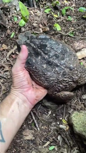 GIANT Toad In A Cave!