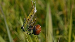 Prey and Predator – Grasshopper Caught in a Spider Web