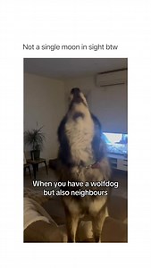 319K views · 11K reactions | the most accurate howl ive heard (via: @codyw.olf) | Betch | Facebook