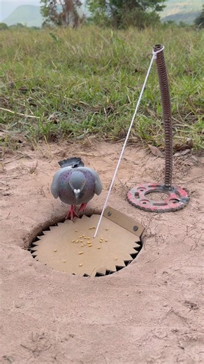 Technique Creative Bird Trap Using paper #shorts