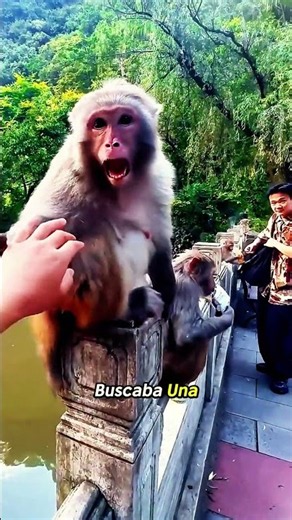 baboon