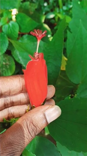 🔥 Fiery Blooms🌺#ChilliHibiscus #FieryPetals #HealingNature #TropicalCharm#gardening