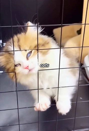 The Most Dramatic Cat in History