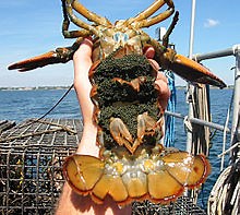 What is the largest species of lobster? [2025] | QAQooking.wiki
