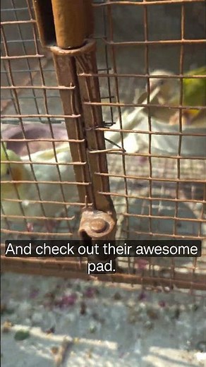 Building a Backyard Aviary: A DIY Guide to Bird Paradise