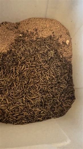 Ultimate Chicken Feed Mix for Happy Chickens