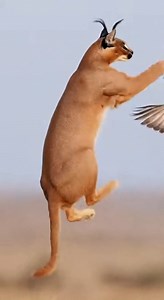 A Caracal demonstrates its legendary athleticism, launching itself vertically into the sky to snatch a bird in mid-air! 😼🚀 The catch is absolute perfection, but the landing is a total disaster. The cat tumbles upon impact, losing its grip and watching in disbelief as its "fast food" flies away unharmed. | Instant Karma in Nature