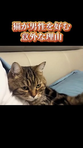 猫が男性を好む意外な理由とは？想像と全然違う