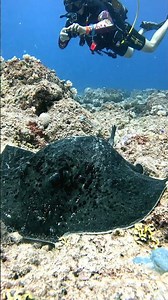 Young Stingray Feeding