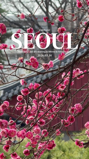 Visit Bongeunsa Temple for Spring Plum Blossoms in Seoul