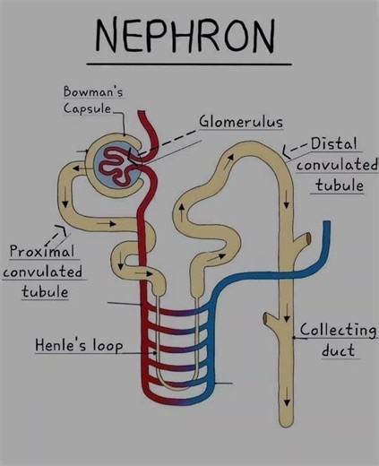 ⭐ Nephron Countercurrent Mechanism — Simple Exam Explanation (Diagram)