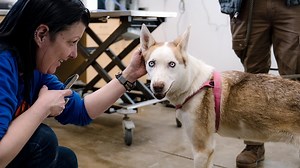 'No effort has gone unnoticed': Community showing support for Husky-type dogs found abandoned across North Idaho