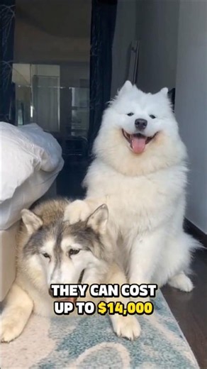 Top 5 Most Expensive Dogs In The World 🐶💰