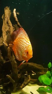 Love Discus Fish? Watch the Full Care Guide #aquarium #discus #discusbreeding