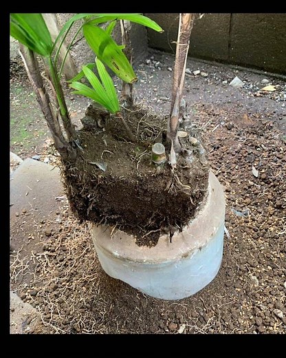 シュロチクの植え替え