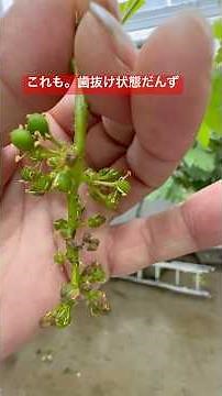 Grape flower sway #grapes #cultivation #Growth Krone #Shine Muscat #Muscat Noir #shorts