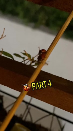 Do Ladybugs Eat Lettuce? Understanding Ladybugs' Diet