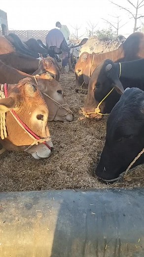 cattle farm on TikTok