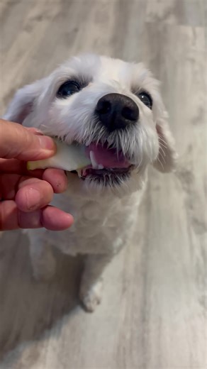 Adorable ASMR Moments with Dogs