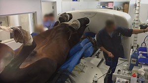7K views · 66 reactions | Getting a CT scan can be a scary experience for anyone, but imagine trying to get a horse’s CT scan.. not the easiest thing to do but these guys have the right tech to will get the job done! See it tonight @ 7 | Daily Planet | Facebook