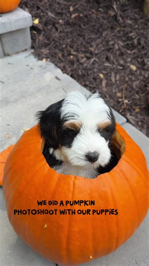 Pumpkin Photoshoot Trend: Cute Dogs in the Patch