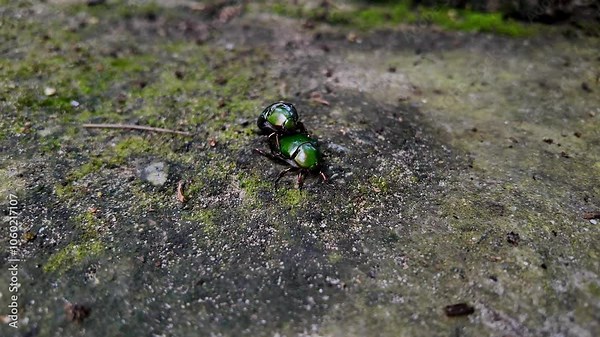 Two shiny green beetles mate on a mossy stone surface, symbolizing spring renewal and nature