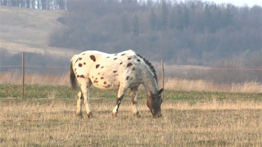 W malowniczym Cieszowie na Dolnym Śląsku fundacja od lat ratuje konie i inne zwierzęta