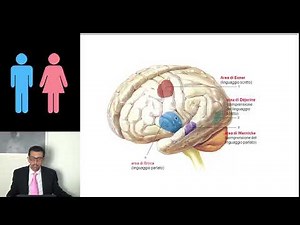 DIFFERENZE TRA CERVELLO MASCHILE E FEMMINILE
