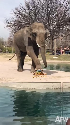 when it’s your bday and the restaurant staff walks towards you...🐘🎂 #runforit #birthday #elephant #animals #afv