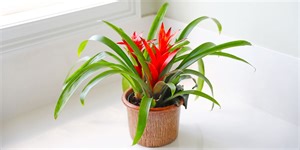Your Bromeliad Will Flourish With These Expert Tips