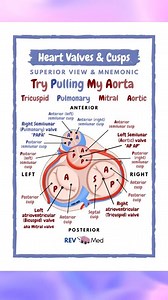 ✨ Great post by 👉🏼 @rev.med ✅ Atrioventricular valves The tricuspid valve and mitral (bicuspid) valve. They are located between the atria and corresponding ventricle. Tricuspid valve – located between the right atrium and the right ventricle (right atrioventricular orifice). It consists of three cusps (anterior, septal and posterior), with the base of each cusp anchored to a fibrous ring that surrounds the orifice. Mitral valve – located between the left atrium and the left ventricle (left atr