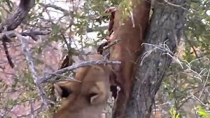 King Lion Vs Rebellious Leopard supported by rebellious Hyena , see the king  domination show his en