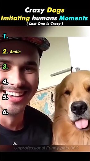 Funny Dogs Imitate Humans 🤣 #funnydog #dogfails #ranking #funnyanimals