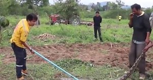 WATCH | Enormous python caught after terrifying farm workers