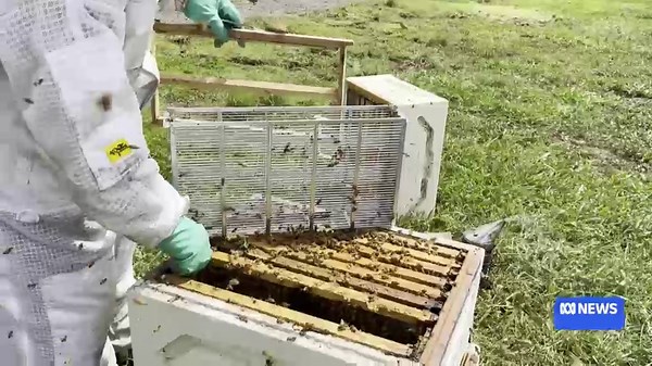 VIDEO: Chemical-free varroa mite control