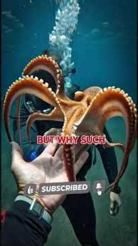 THE MYSTERIES #digitalsafari #documentary #marinebiology #octopus #nature #oceanlife