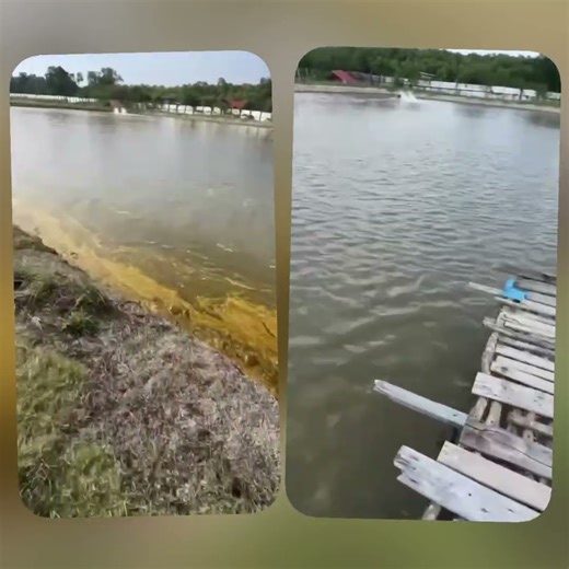 富霖产品效果分享- 客户其中一个虎虾池受倒藻问题所困扰，在下雨天后情况更严重化，整个池面看起来像被油墨覆盖般；在使用了本公司产品Aqua Dr的第三天，倒藻的情况已被完全清理，水质也获得了很大的改善。