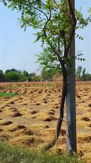 इसे क्या कहते हैं Villege view @sonukup66 #youtubeshorts #vlogger #sonukup66 #viralreels #vlog