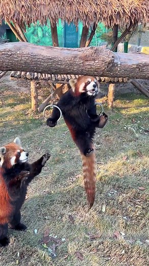 Is my performance worth this apple?🥰🥰🥰#fy #fyp #trending #cute #adorable #redpanda #love #apples