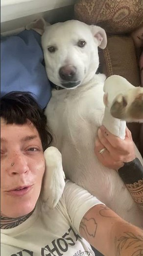 Labrador Howls Loudly While Lying in Bed With Owners - 1434851