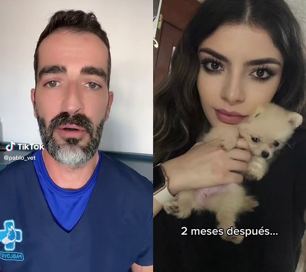 Pomeranian Puppy Hair Shedding Process Explained