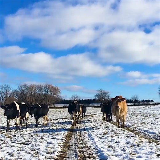 Is it spring yet? The cows of Bossie Cow Farm are enjoying sunshine and fresh air on a 'balmy' Wisconsin afternoon. 🐄 | Organic Valley