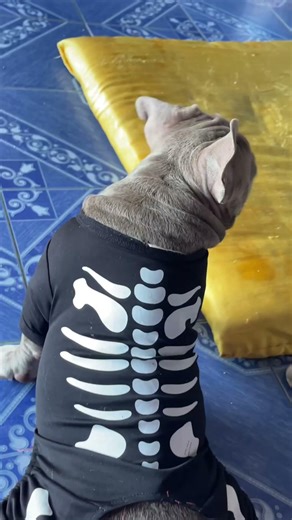 ลองเสื้อใหม่ #อเมริกันบลูลี่ #americanbully