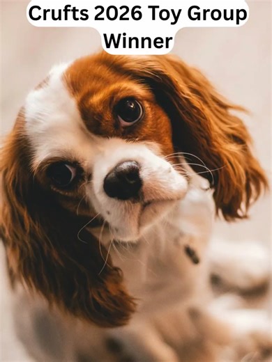 Crufts 2026: Cavalier King Charles Spaniel Wins Toy Group