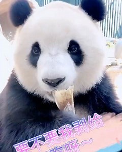 29K views · 1.9K reactions | Pang Da Hai is so cute  Yum Yum Yum ♥️ | Happy Panda | Facebook