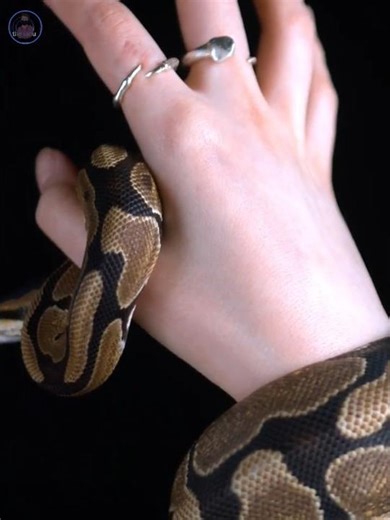 Amazing Snake Facts: 🐍 Secrets of the Slithering World #fact