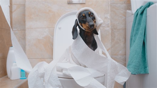 Your Dog's Poop Has an Unexpected Effect on the Insects That Eat It