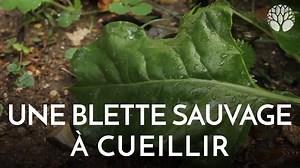 77K views · 2.2K reactions |  Saviez-vous qu'il était possible de cueillir des blettes (ou bettes) sauvages ? En poêlée ou en gratin, un vrai régal !   Découvrez nos articles et notre newsletter sur lechemindelanature.com Découvrez nos formations en ligne sur https://bit.ly/lcdn-formations | Le Chemin de la Nature | Facebook