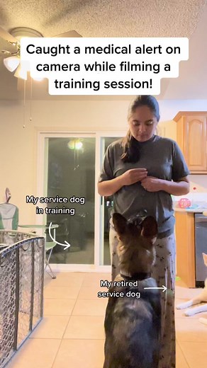 Service Dog Training: Medical Alert in Action