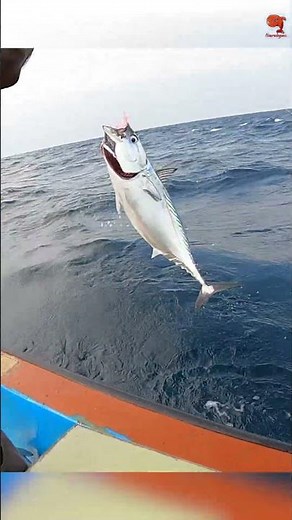 Back to back Bonito hooked with fishing Sabiki as bait! #fishing #fishingvideo #fishingtime